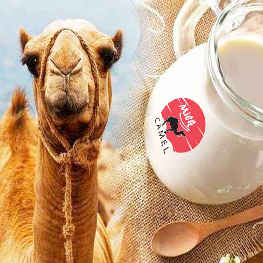 Camel Milk: A Treasure Trove of Vitamins and Minerals