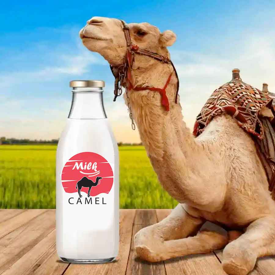 Camel Milk: A Sustainable Dairy Alternative