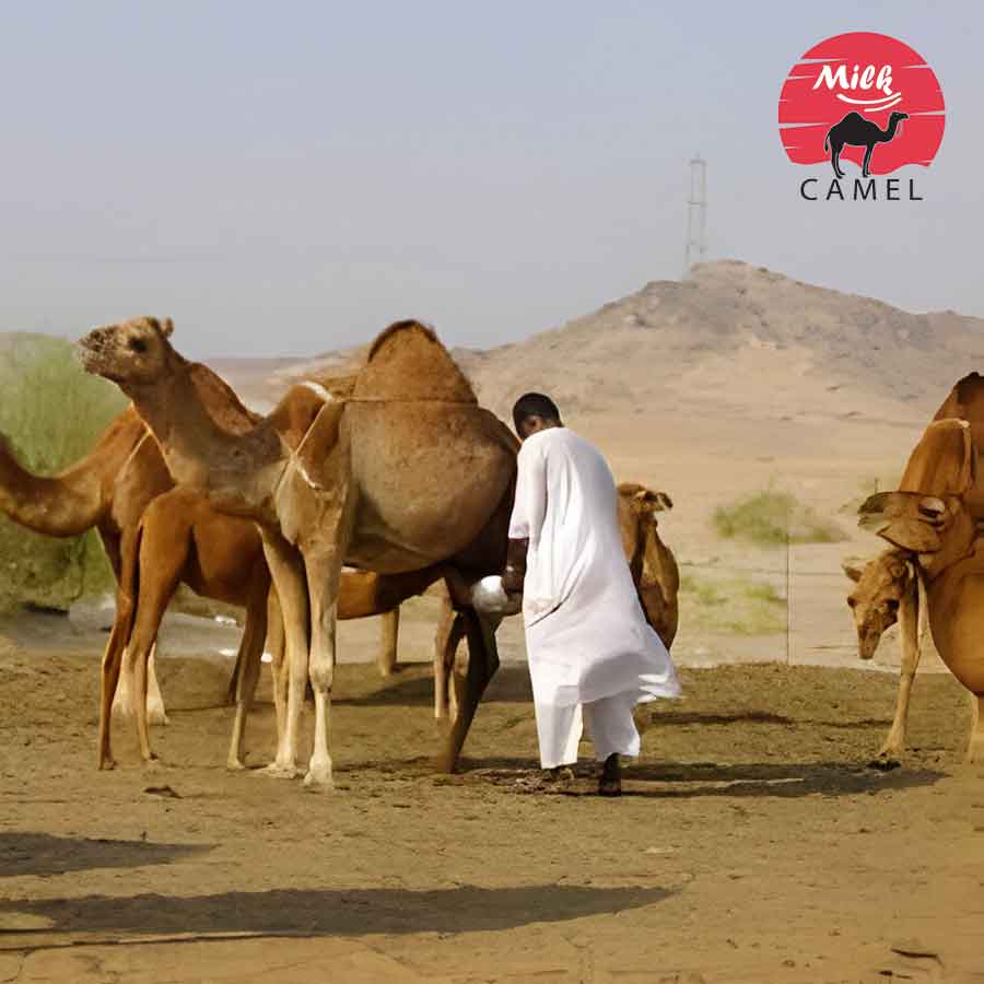 Camel Milk and Cancer: Separating Fact from Fiction