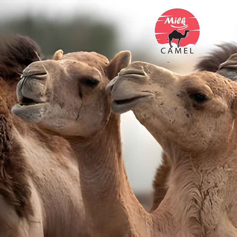 Camel Milk: Nature’s Elixir for Skin Health