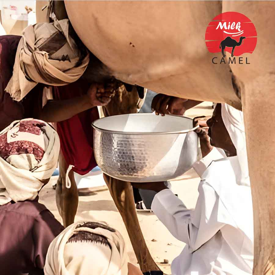 From Desert to Table: The Journey of Camel Milk