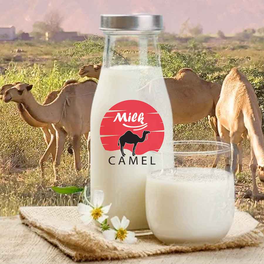 Discover the Rich History of Camel Milk