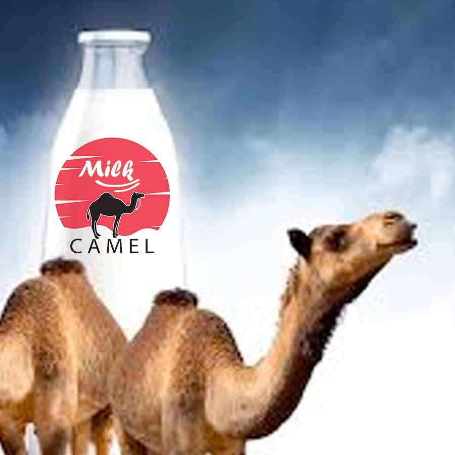 The Nutritional Powerhouse: Benefits of Camel Milk