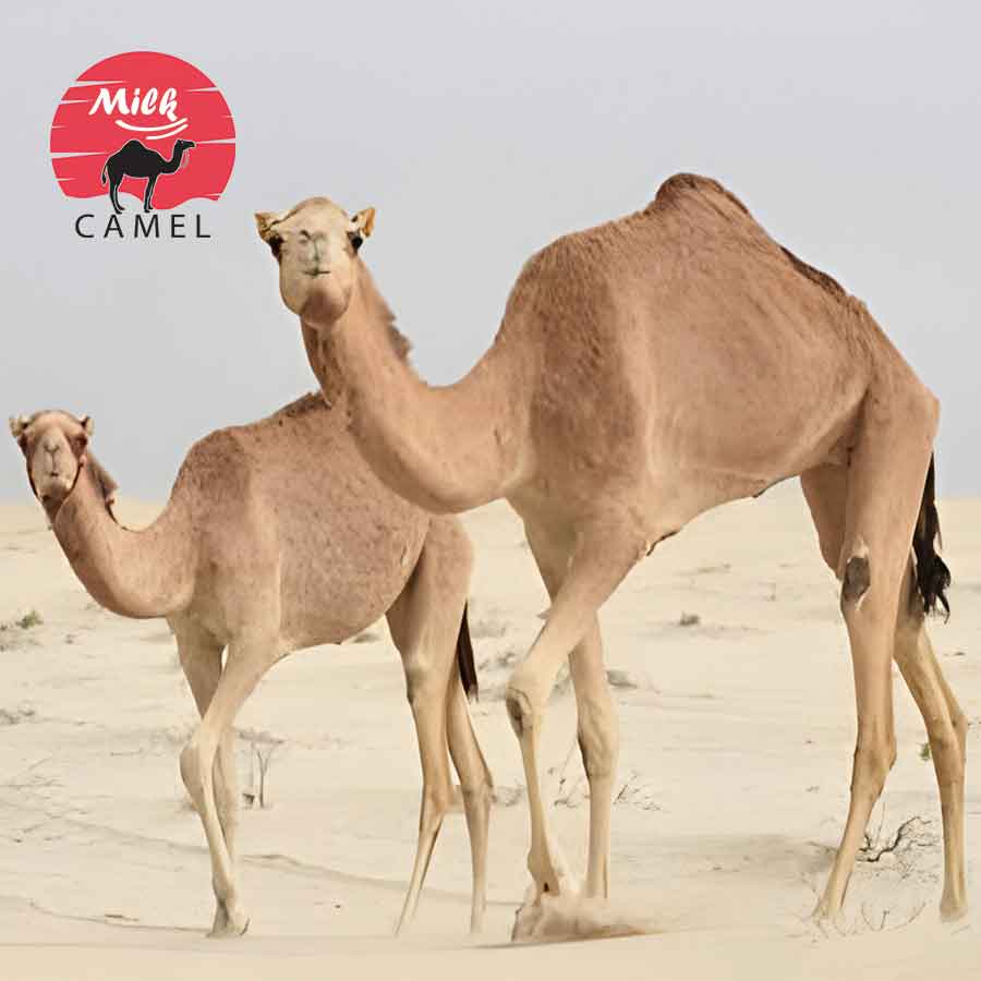 The Science Behind Camel Milk’s Unique Composition