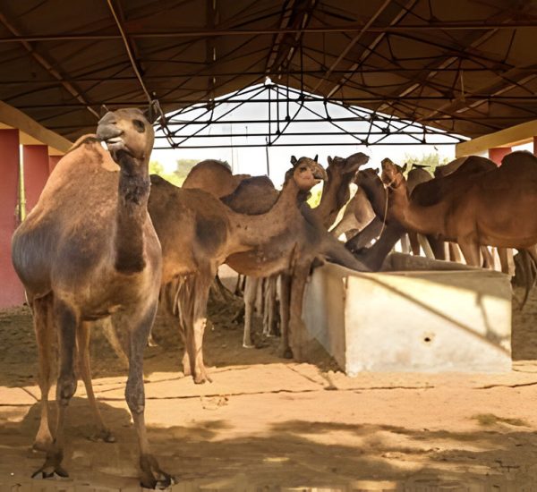 camel-milk-standard-about-us